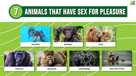 animal orgasim|Animals Besides Humans that Mate for Pleasure .